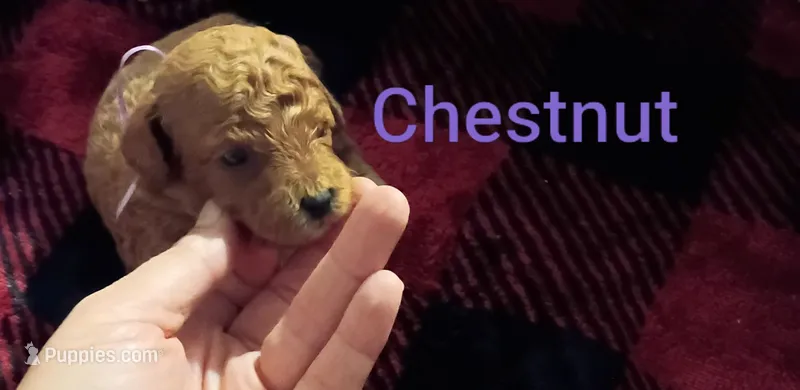 Chestnut(blue) Mini-Toy Poodle – Poodle - Toy  puppy for sale in Cicero, IL