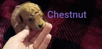 Chestnut(blue) Mini-Toy Poodle, a male Poodle - Toy  for sale in Cicero, IL – 1 of 4