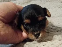 Maggie, a female Yorkshire Terrier and Poodle - Toy  for sale in Cicero, IL – 4 of 7