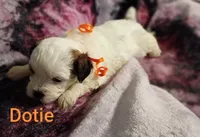 Dotie/orange 🧡, a female Lhasapoo for sale in Cicero, IL – 4 of 5