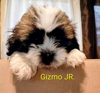 Gizmo JR. /Reduced price, a male Lhasa Apso for sale in Cicero, IL – Photo 2 of 6