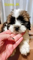 Gizmo JR. /Reduced price, a male Lhasa Apso for sale in Cicero, IL – Photo 5 of 6