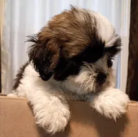 Gizmo JR. /Reduced price, a male Lhasa Apso for sale in Cicero, IL – Photo 3 of 6