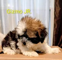 Gizmo JR. /Reduced price, a male Lhasa Apso for sale in Cicero, IL – Photo 6 of 6