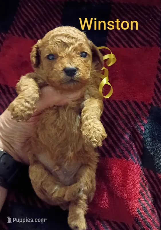 Winston - Red (Mini-Toy Poodle) yellow ribbon – Poodle - Toy  puppy for sale in Cicero, IL