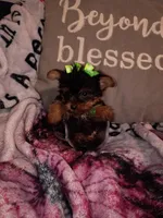 Minnie Teacup, a female Yorkshire Terrier for sale in Cicero, IL – Photo 2 of 5