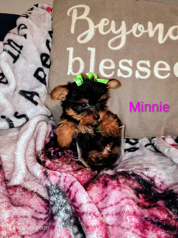Minnie Teacup – Yorkshire Terrier puppy for sale in Cicero, IL