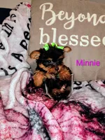 Minnie Teacup, a female Yorkshire Terrier for sale in Cicero, IL – Photo 1 of 5