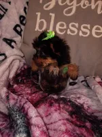 Minnie Teacup, a female Yorkshire Terrier for sale in Cicero, IL – Photo 5 of 5