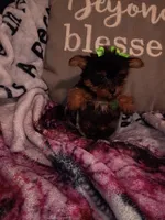 Minnie Teacup, a female Yorkshire Terrier for sale in Cicero, IL – Photo 4 of 5
