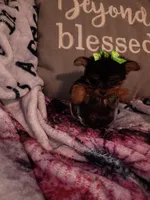 Minnie Teacup, a female Yorkshire Terrier for sale in Cicero, IL – Photo 3 of 5