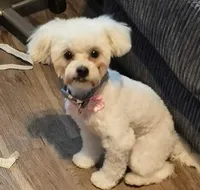 Willow, a female Lhasa Apso and Poodle - Toy  for sale in Cicero, IL – Photo 1 of 5