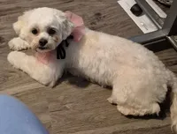 Willow, a female Lhasa Apso and Poodle - Toy  for sale in Cicero, IL – Photo 3 of 5