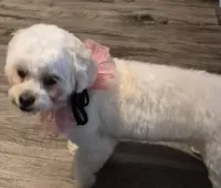 Willow, a female Lhasa Apso and Poodle - Toy  for sale in Cicero, IL – Photo 4 of 5