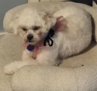 Willow, a female Lhasa Apso and Poodle - Toy  for sale in Cicero, IL – Photo 2 of 5