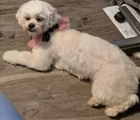 Willow, a female Lhasa Apso and Poodle - Toy  for sale in Cicero, IL – Photo 5 of 5