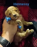 Hennessy (Mini-Toy Poodle) blue ribbon, a male Poodle - Toy  for sale in Cicero, IL – 3 of 6