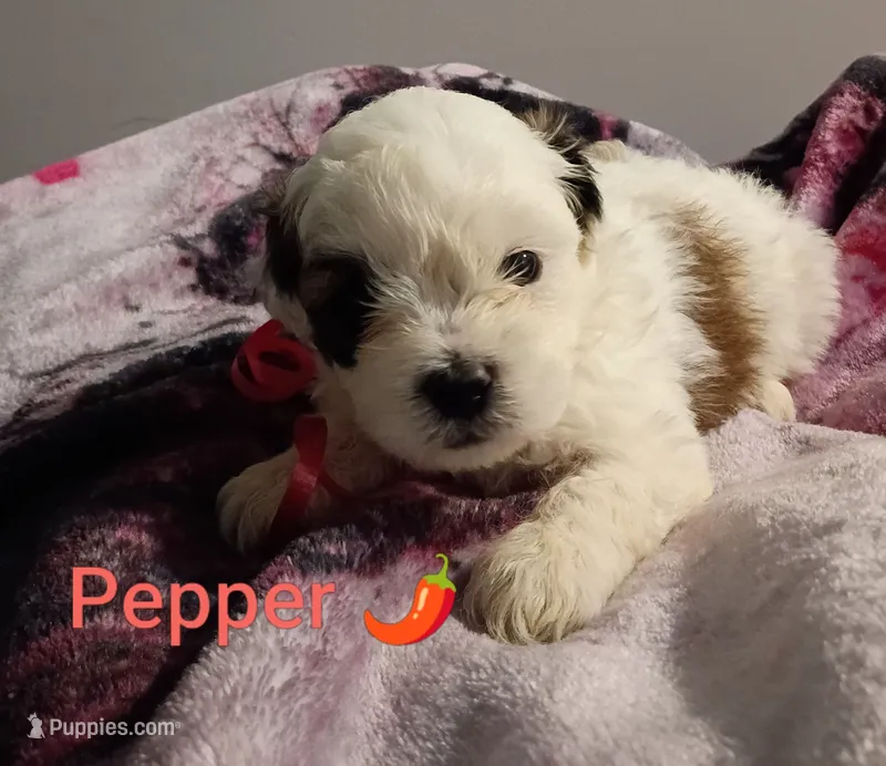 Pepper/red🌶️ – Lhasapoo puppy for sale in Cicero, IL