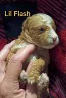 Flash (Mini-Toy Poodle), a male Poodle - Toy  for sale in Cicero, IL – 2 of 5