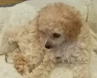 Sweetness, a female Poodle - Toy  for sale in Cicero, IL – 3 of 5