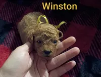 Winston - Red (Mini-Toy Poodle) yellow ribbon, a male Poodle - Toy  for sale in Cicero, IL – 5 of 5