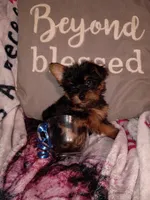 Marlon Teacup, a male Yorkshire Terrier for sale in Cicero, IL – Photo 4 of 6