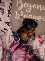 Marlon Teacup, a male Yorkshire Terrier for sale in Cicero, IL – Photo 6 of 6