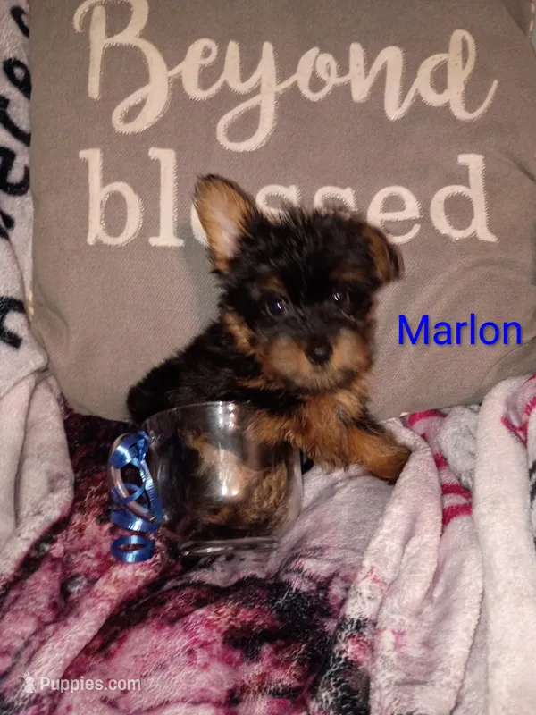 Marlon Teacup – Yorkshire Terrier puppy for sale in Cicero, IL