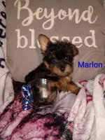 Marlon Teacup, a male Yorkshire Terrier for sale in Cicero, IL – Photo 1 of 6
