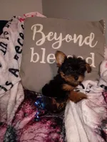 Marlon Teacup, a male Yorkshire Terrier for sale in Cicero, IL – Photo 2 of 6