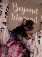 Marlon Teacup, a male Yorkshire Terrier for sale in Cicero, IL – Photo 5 of 6