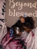 Marlon Teacup, a male Yorkshire Terrier for sale in Cicero, IL – Photo 3 of 6