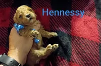 Hennessy (Mini-Toy Poodle) blue ribbon, a male Poodle - Toy  for sale in Cicero, IL – 2 of 6