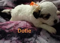Dotie/orange 🧡, a female Lhasapoo for sale in Cicero, IL – 2 of 5