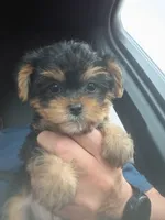 Maggie, a female Yorkshire Terrier and Poodle - Toy  for sale in Cicero, IL – 2 of 7