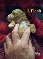 Flash (Mini-Toy Poodle), a male Poodle - Toy  for sale in Cicero, IL – 4 of 5