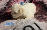 Jade/💙 blue hazel/green eyes, a male Lhasapoo for sale in Cicero, IL – 6 of 6
