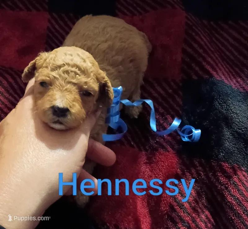 Hennessy (Mini-Toy Poodle) blue ribbon – Poodle - Toy  puppy for sale in Cicero, IL