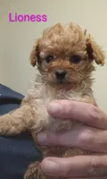 Lioness, a female Poodle - Toy  for sale in Cicero, IL – 2 of 7