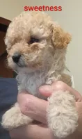 Lioness, a female Poodle - Toy  for sale in Cicero, IL – 5 of 7