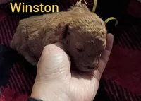 Winston - Red (Mini-Toy Poodle) yellow ribbon, a male Poodle - Toy  for sale in Cicero, IL – 3 of 5
