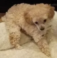 Sweetness, a female Poodle - Toy  for sale in Cicero, IL – 2 of 5