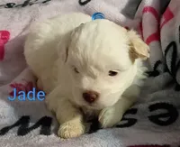 Jade/💙 blue hazel/green eyes, a male Lhasapoo for sale in Cicero, IL – 5 of 6