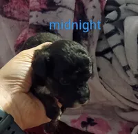 Midnight (Mini-Toy poodle), a male Poodle - Toy  for sale in Cicero, IL – 4 of 6