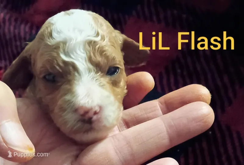 Flash (Mini-Toy Poodle) – Poodle - Toy  puppy for sale in Cicero, IL