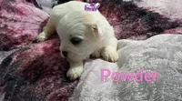 Powder/💜 purple, a female Lhasapoo for sale in Cicero, IL – 3 of 4
