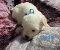 Jade/💙 blue hazel/green eyes, a male Lhasapoo for sale in Cicero, IL – 4 of 6