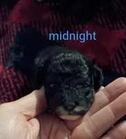 Midnight (Mini-Toy poodle), a male Poodle - Toy  for sale in Cicero, IL – 1 of 6