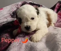 Pepper/red🌶️, a female Lhasapoo for sale in Cicero, IL – 4 of 4