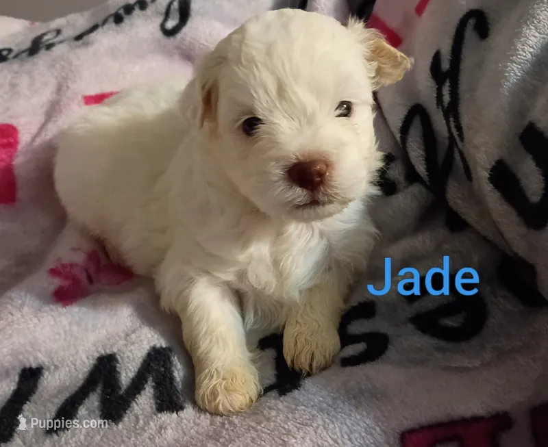 Jade/💙 blue hazel/green eyes – Lhasapoo puppy for sale in Cicero, IL